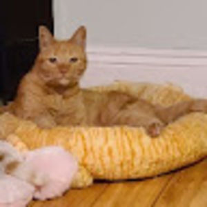 Meet your Posher, Bam